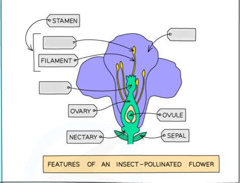 Why Does Insect Pollinated Flowers Have Sticky Pollen Best Flower Site