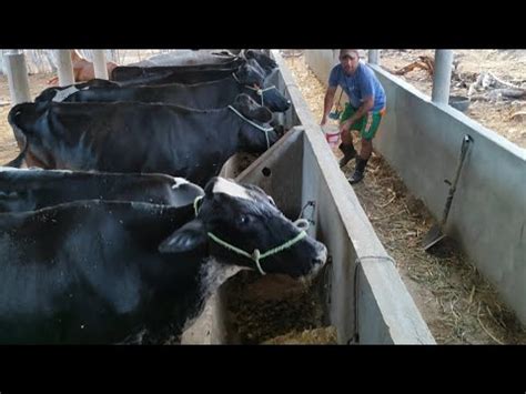 OLHA AS VACAS LEITEIRAS COMENDO CHICK CHICK TRITURADO PEDRA LAVRADA PB