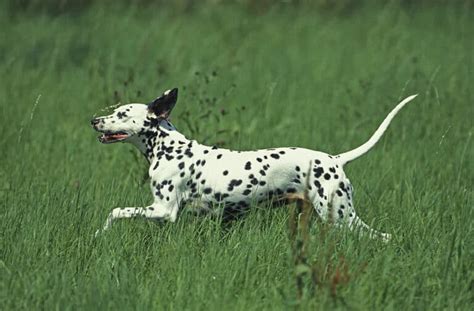 Complete Guide To The Dalmatian Health Exercise Feeding And More