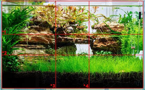 3 Composition Guides For Creating A Beautiful Aquascape — Buce Plant