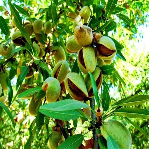 Миндаль "Карамель" > купить саженцы Миндаля из Крыма