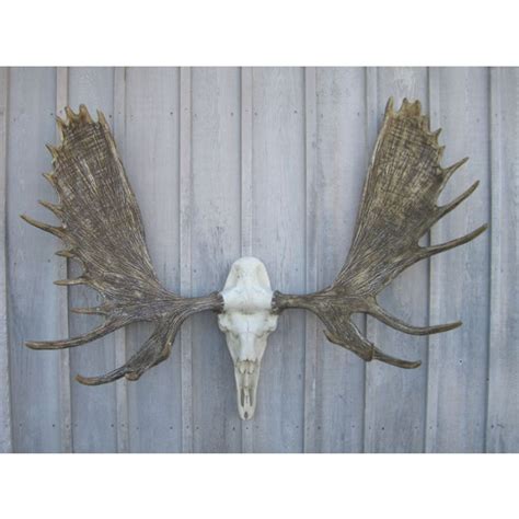 Moose Antler European Mount | Antler Decor