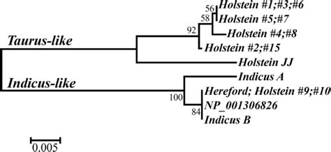 Bos Taurusindicus Hybridization Correlates With Intralocus Sexual