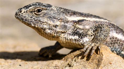 Kansas Herpetofaunal Atlas