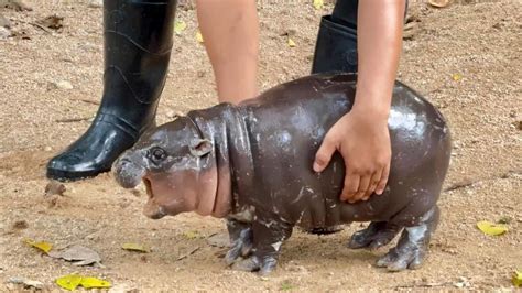 Moo Deng Thailand Zoos Celebrity Baby Pygmy Hippo Bbc News