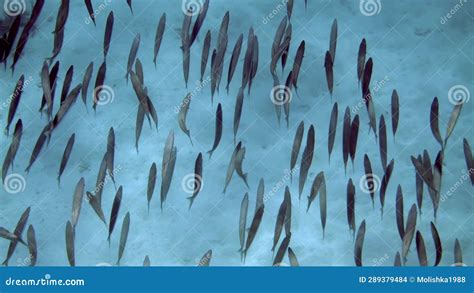 Arrecife Submarino Con Escuela De Peces Barracuda Nadando En Aguas