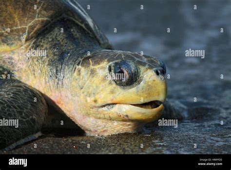 Hembra De Tortuga Golfina Lepidochelys Olivacea Que Emergen Del Océano Para Poner Sus Huevos