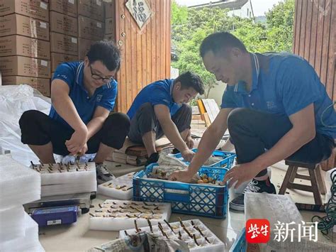 从果树到舌尖，只需一张快递单！苏州东山枇杷大量上市 农户 白沙 服务