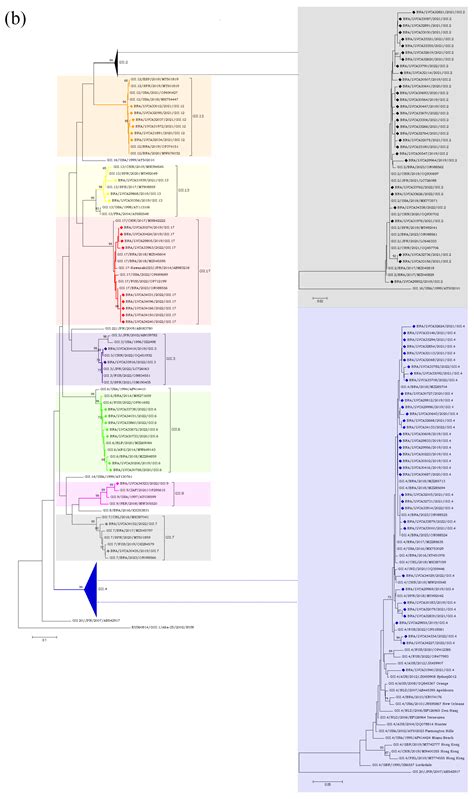 Pathogens Free Full Text Norovirus Epidemiology And Genotype