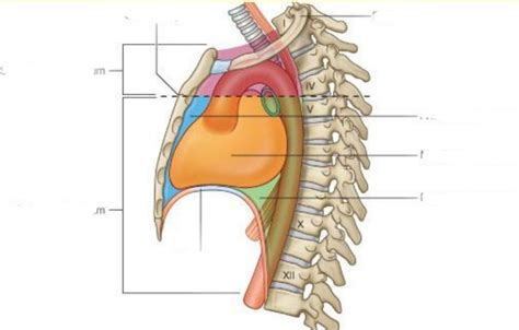 Diagram Of Anatomy Of The Thorax Part 1 Quizlet