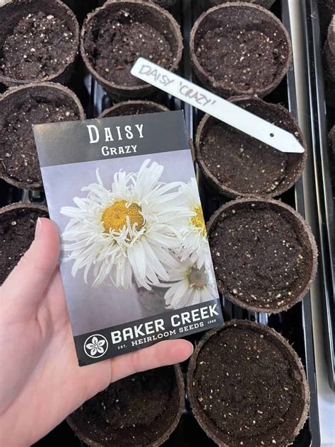 Easiest Flowers To Grow From Seed Brighten Up Your Outdoor Space