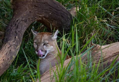 316 Cougar Prey Photos - Free & Royalty-Free Stock Photos from Dreamstime