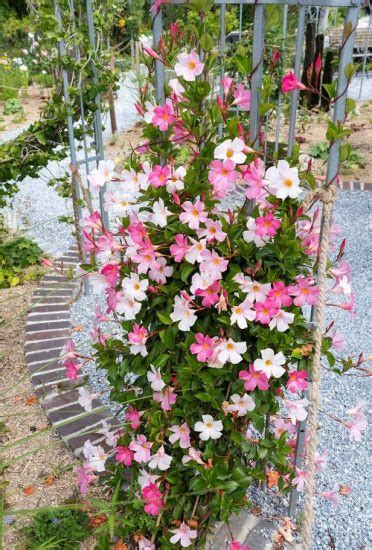 Super Cool Mandevilla Trellis Ideas Trellis For Mandevilla Plant