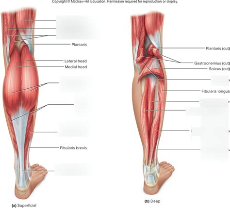 Posterior View Of The Muscles Of The Hip Thigh And Lower Leg