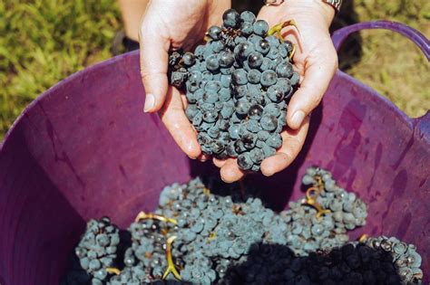 Vendemmia 2023 In Ulteriore Riduzione Calo Fino Al 24