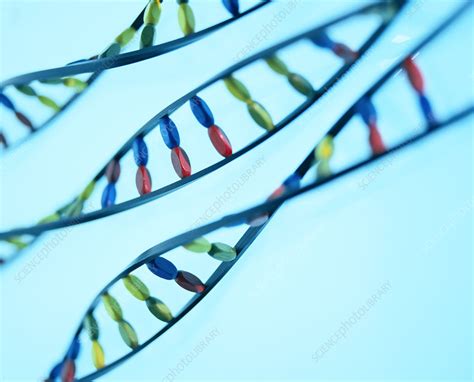 DNA helices - Stock Image - G110/0716 - Science Photo Library