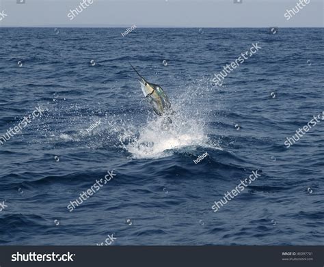 Sailfish Saltwater Sport Fishing Jumping Stock Photo 46097701