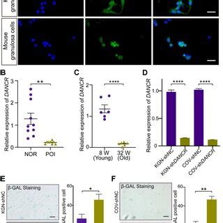 Knockdown Of DANCR Inhibits Proliferation And Promotes Cell