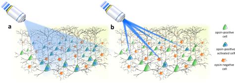 Optical Approaches For Optogenetic Stimulation A Cell Type