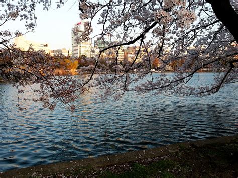blue water, cherry blossoms, spring, springtime, sunset, tree wallpaper