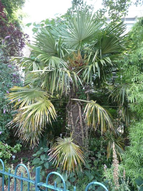 Trachycarpus Fortunei Friends Of Belfast Botanic Gardens