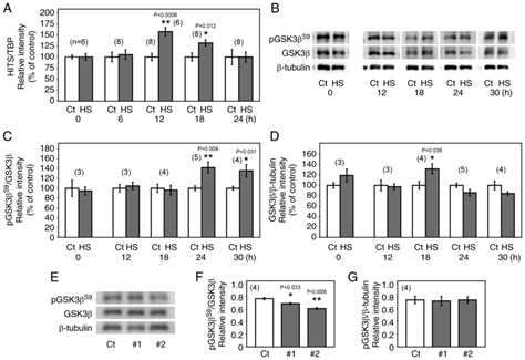 Deactivation Of Glycogen Synthase Kinase By Heat Shockinducible