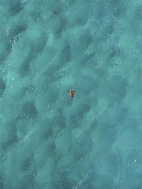 Aerial view of a turtle, Fraser Coast, Queensland, Australia - Stock ...