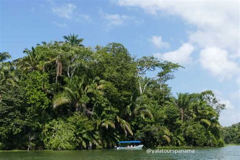 Canal boat tour and wildlife observation on Gatun Lake - Yala Tours Panama