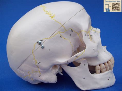 Skull - Lateral View Diagram | Quizlet