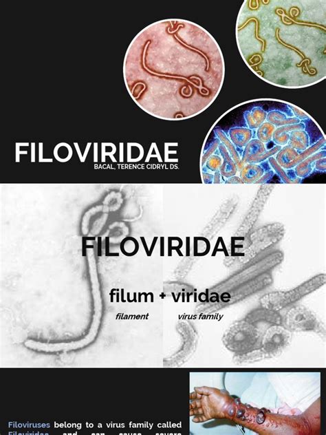 Filoviridae | PDF | Virus | Infection