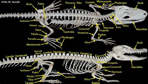 American Alligator Thoracic Vertebrae Muscle Anatomy Alligator