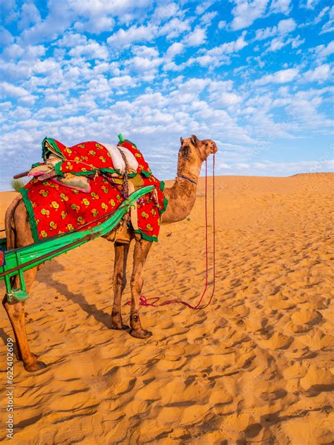 Camel ready for desert safari with beautiful sky at Golden city of ...