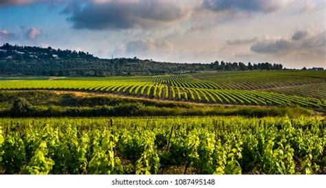 29,739 Israel Agriculture Images, Stock Photos & Vectors | Shutterstock