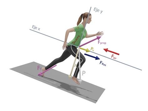 Fuerzas Al Andar O Correr Física Andando Y En La Carrera A Pie