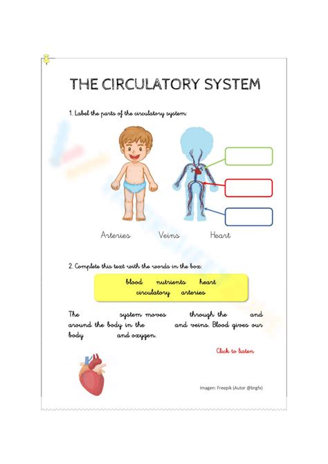 Free Printable Circulatory System Worksheet Collection Worksheets Library