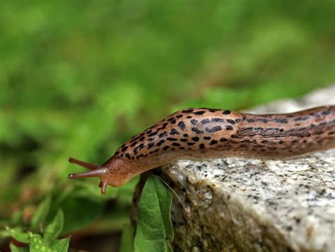 Schnecken Im Garten Erfolgreich Bek Mpfen