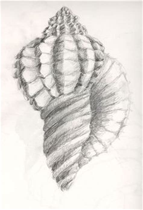 Beginning Drawing Shell Drawings J Dang Art Projects