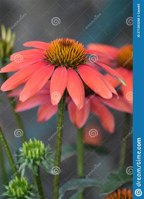 Coneflower Echinacea Purpurea Stock Photo Image Of Blossom