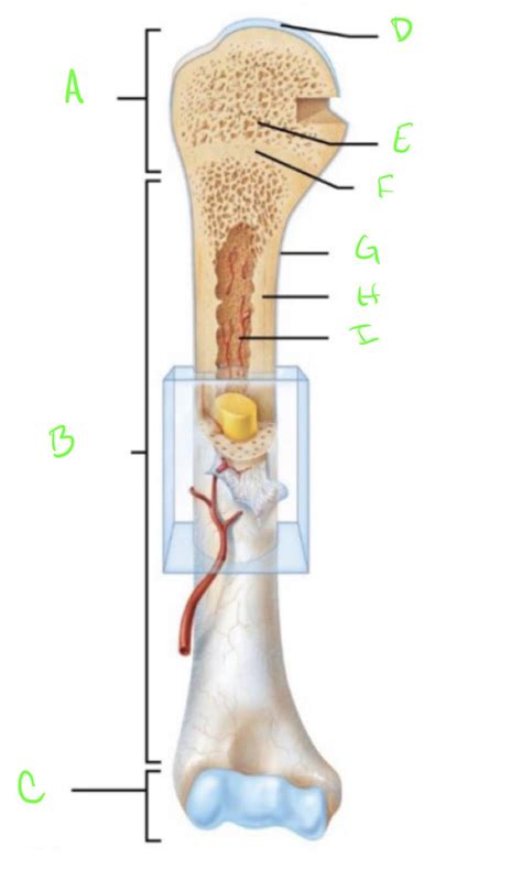 Skeletal Tissue Lecture Diagram | Quizlet