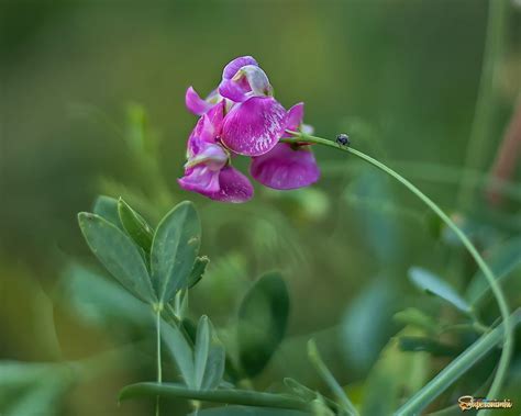 Горошек мышиный (99 фото) » НА ДАЧЕ ФОТО