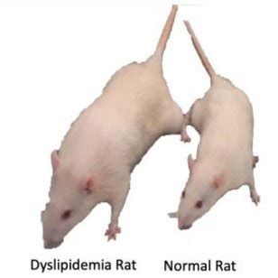 Morphological Sprague Dawley rat of normal and dyslipidemia | Download ...