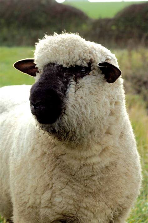 17 Best images about Sheep Breeds on Pinterest | Horns, Red sheep and ...