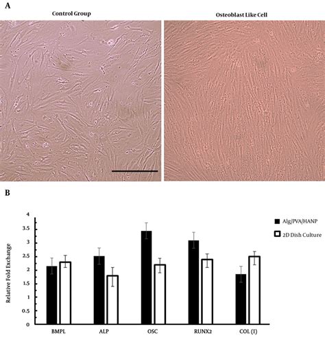 Osteoblast differentiation of PDLCs into osteoblast like cells. A ...