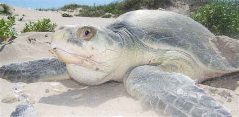 Helping endangered sea turtles, one emergency surgery at a time