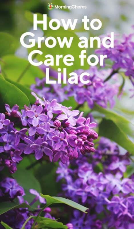 How To Grow And Care For Lilacs In The Garden