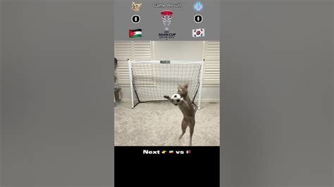 Cat Goalie Jordan🇯🇴 Vs South Korea🇰🇷 Afc Asian Cup 2023 Semi Final