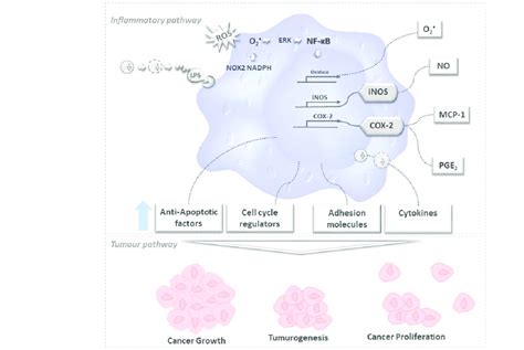 Brief schematic representation of how oxidative stress, inflammation,... | Download Scientific ...