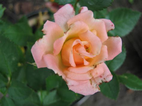 Parade Rose Care