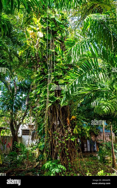 Tropical Plants Puerto Plata Dominican Republic Greater Antilles