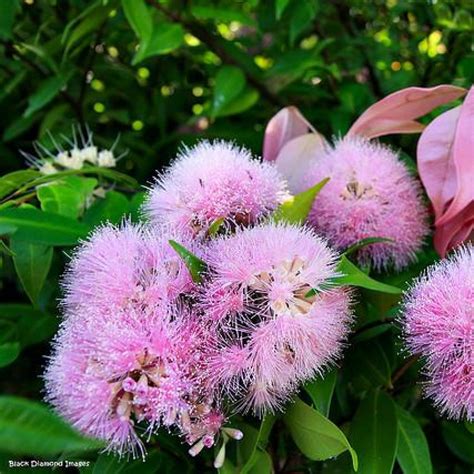 Syzygium Cascade Cascading Lilly Pilly